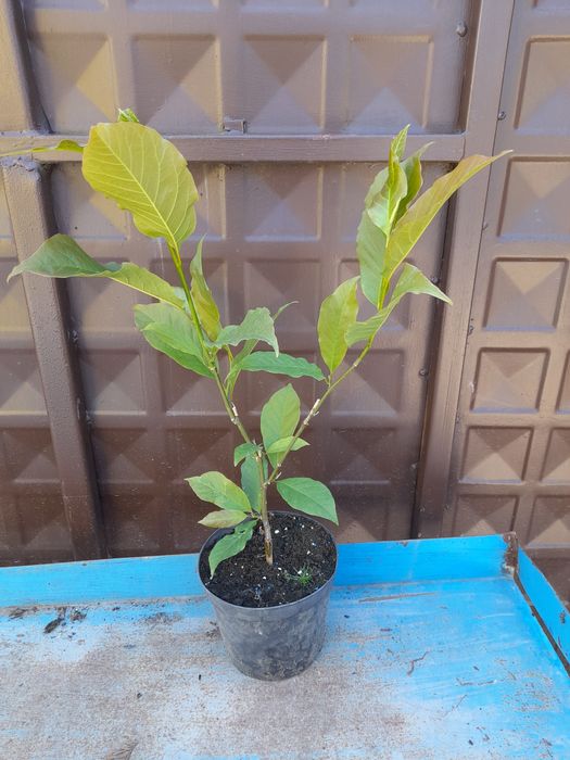 Магнолия(Златна мечта)