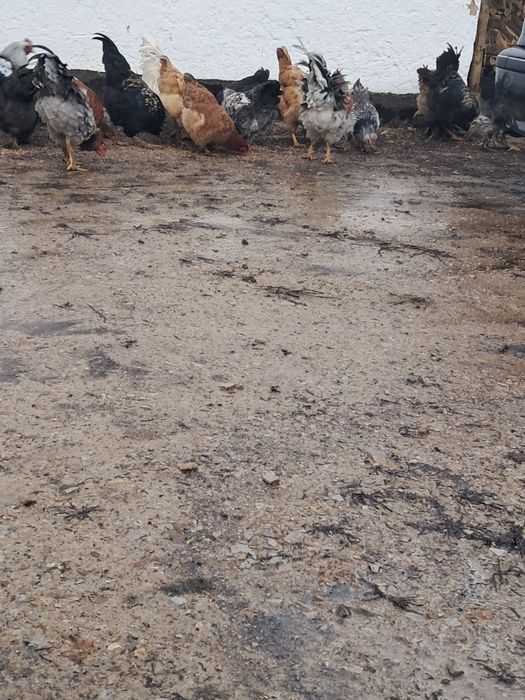 Продам курей молодые