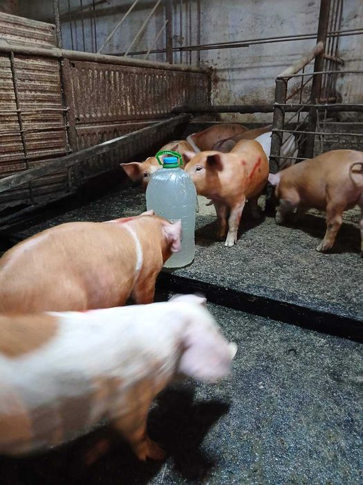 Продавам малки прасета