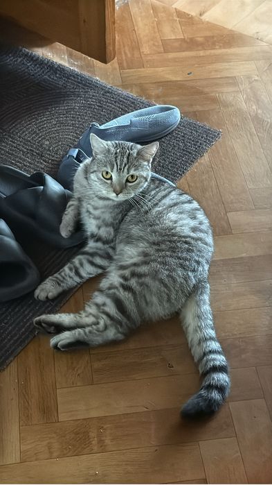 Кот мальчик 9 месяцев найденыш