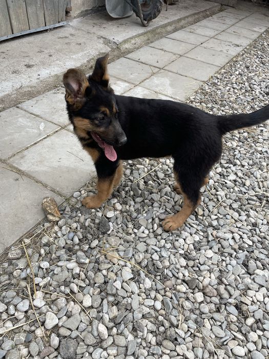 Pui Ciobănesc German