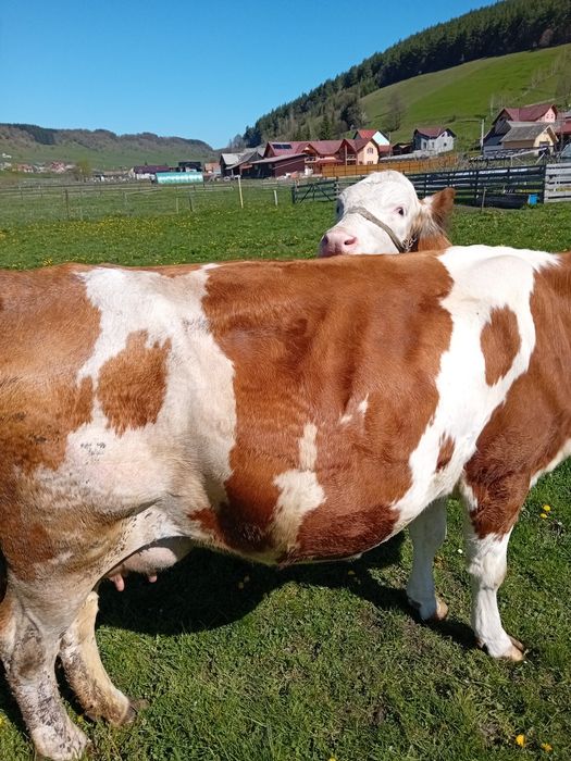 Vind vaca baltata romaneasca