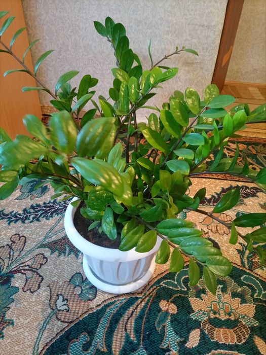 Продам Замиокулькас долларовое дерево