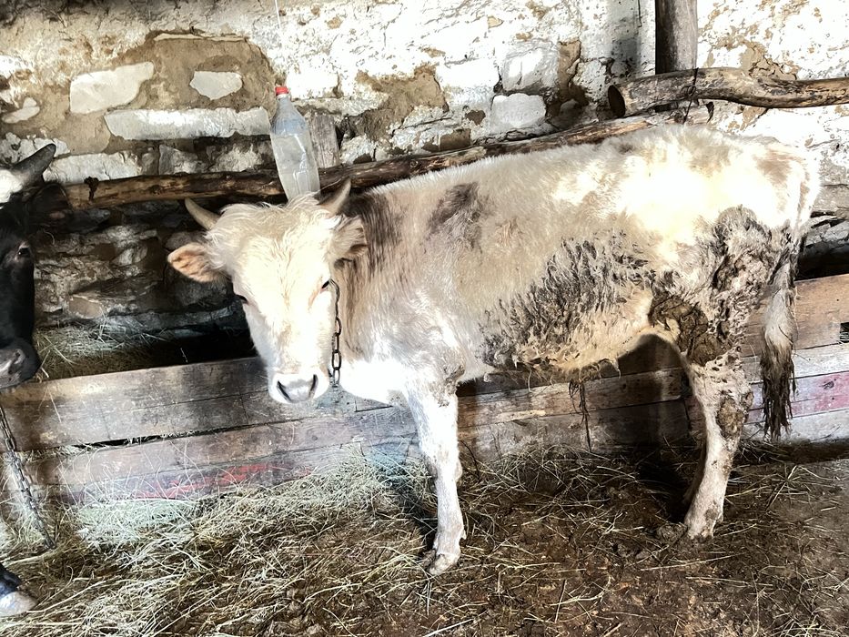 Продажа бычков 2 голов караганда