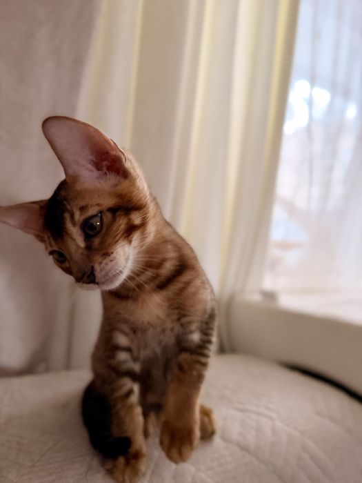 Котенок Бенгал/Абиссин