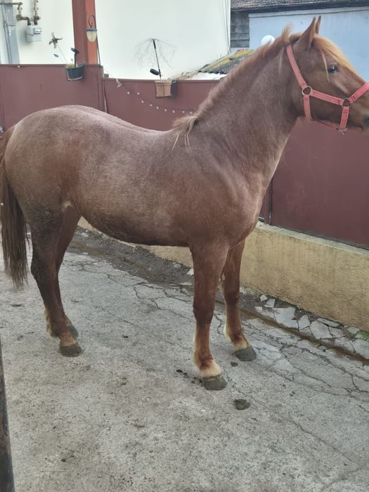 Vand manza 1 an si 6 luni