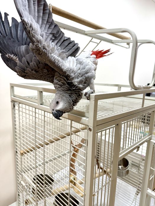 Продам попугая Жако