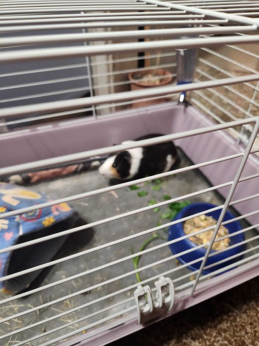 Морско свинче с клетка