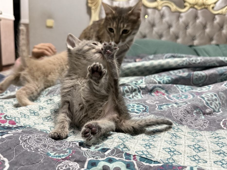 Отдам котят в добрые руки