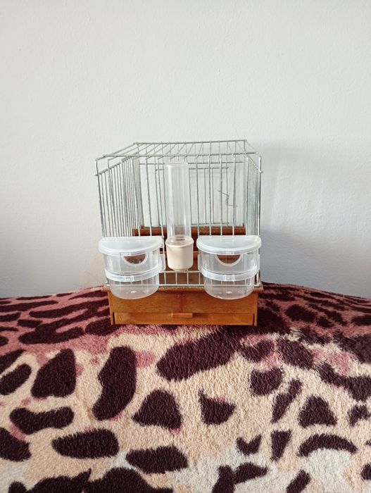 Colivie cantec canari