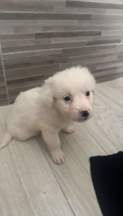 Pui Bichon Maltez
