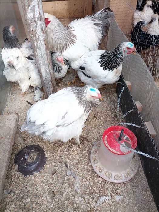 Oua de incubat brahma herminat deschis și brahma hdA