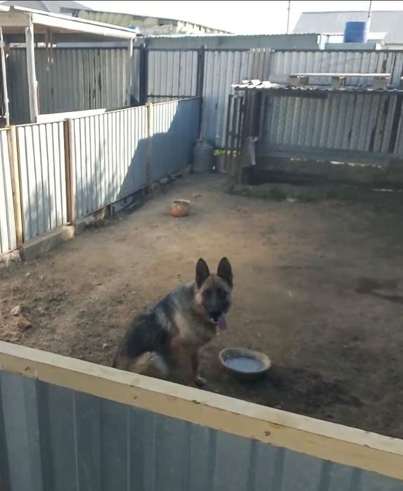 Немецкий овчарка