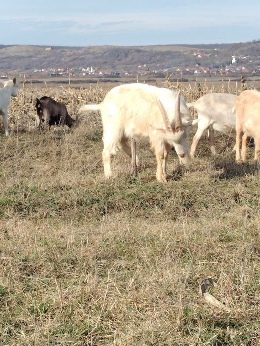 Vând tap Saanen de un an!