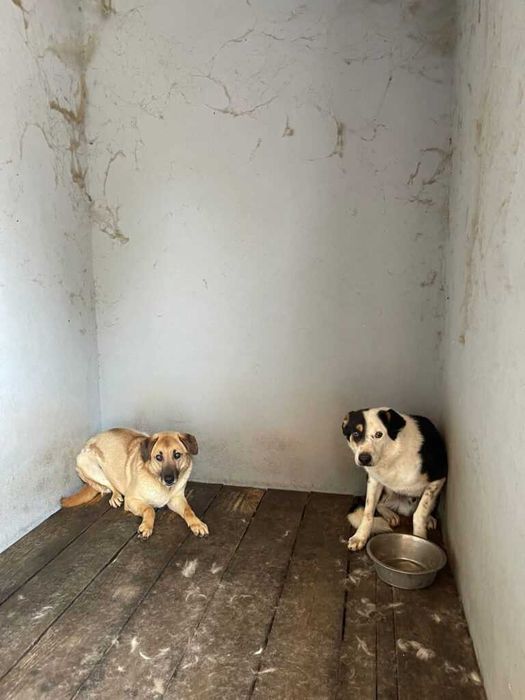 Adopta un caine - un sufletel are nevoie de stapan!