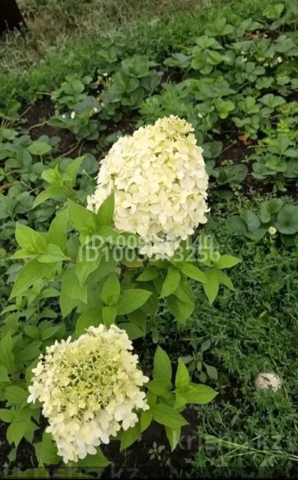 Продам дом.  Сад Яблонька