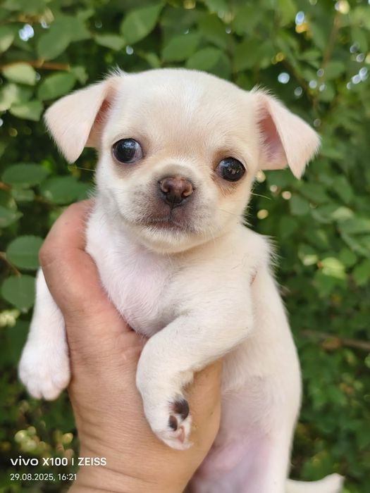 Очаровательные щенки чихуахуа.