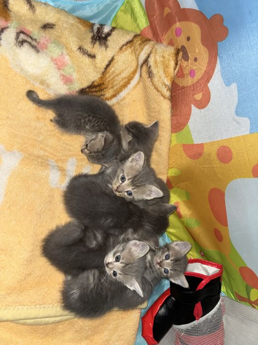 Продаются ШОТЛАНДСКИЕ котята