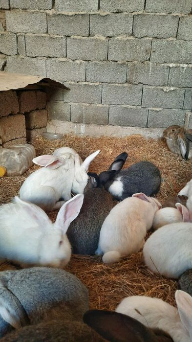 Куён купайтириб даромад килинг. Уйингизда пархез гушт бу Куён булсин.