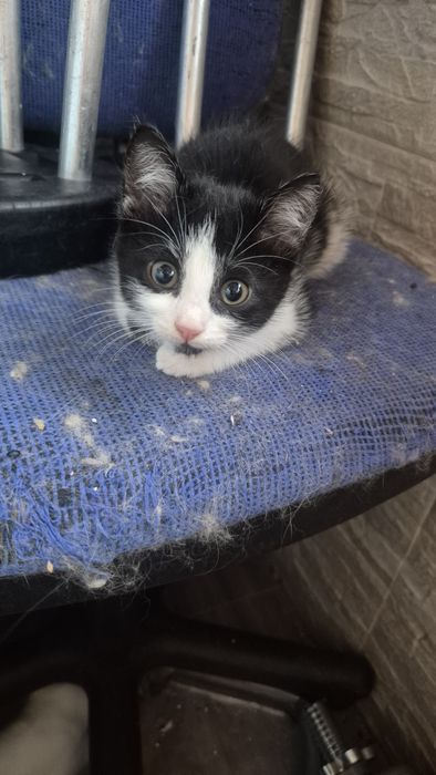 Подаряват се котенцата