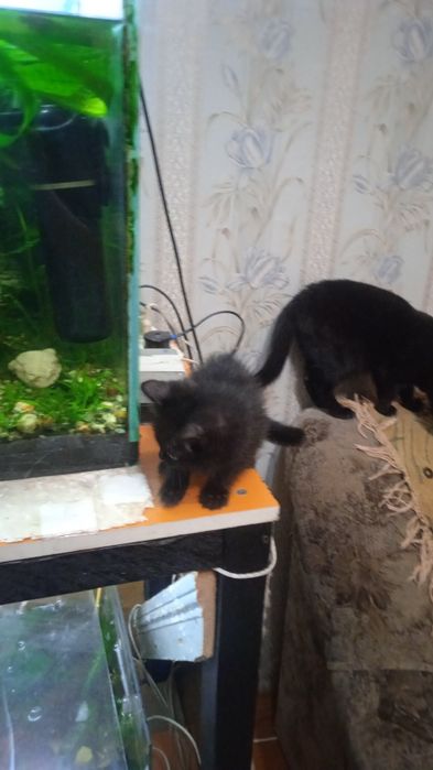 Котята, бесплатно