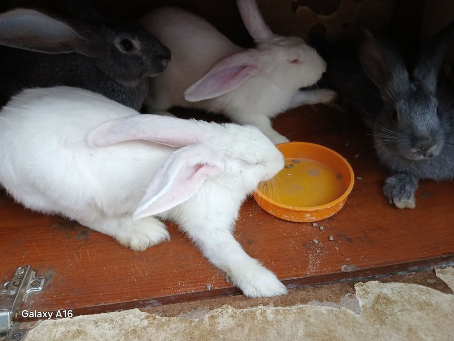 Продам кроликов и кролчата