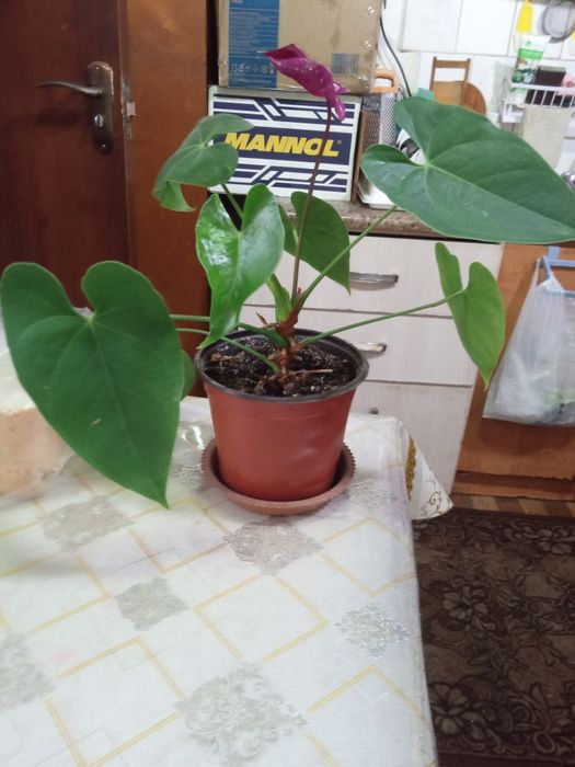 Продам цветок домашний