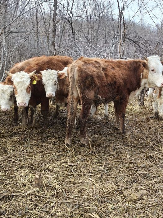 Продам Бычков разных породы