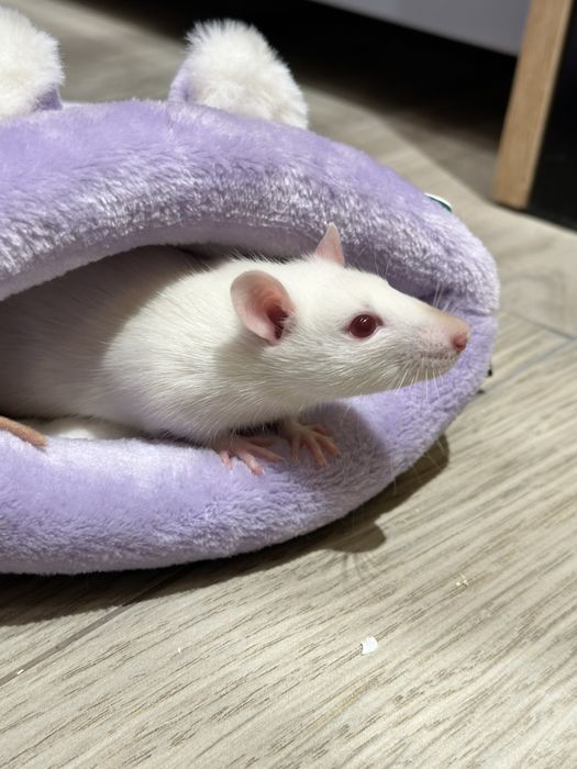 Крысы декоративные