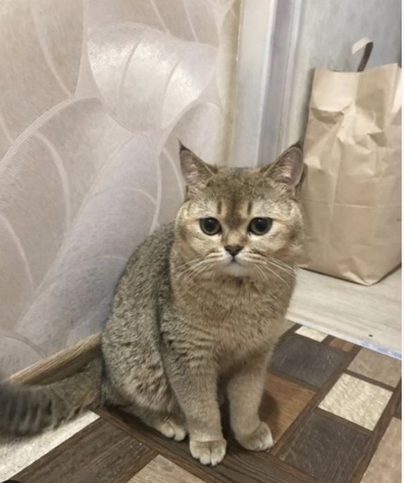 Шиншилла мальчики котята