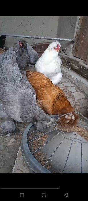 Troyka brama tuxum lari sotiladi