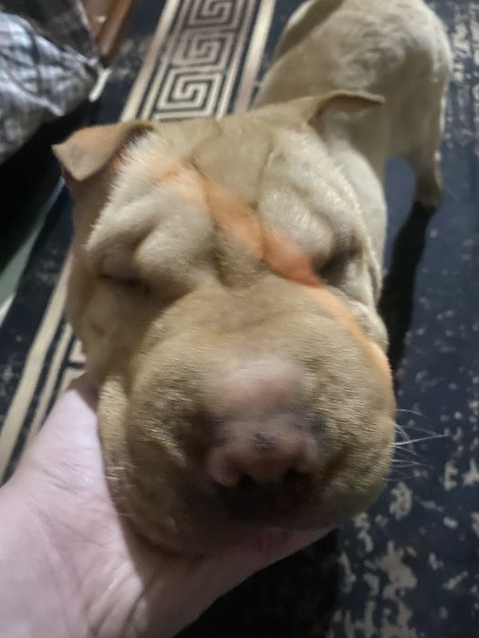 Продам шарпея 5 месячного