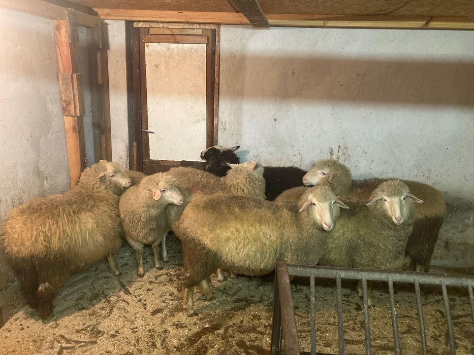 8 заплодени дзвиски