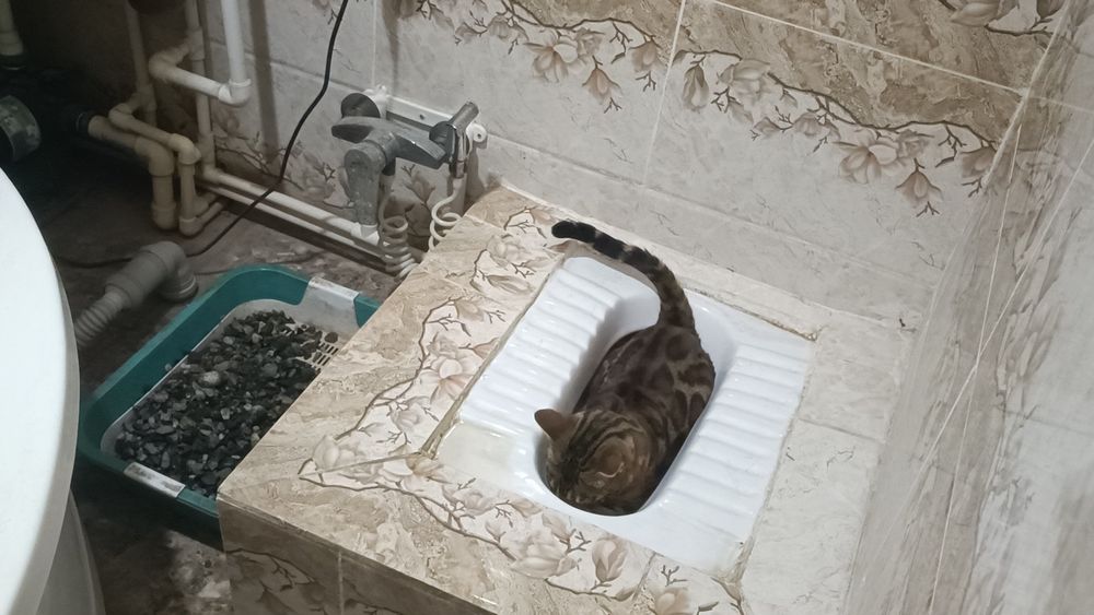 Бенгальские кошки