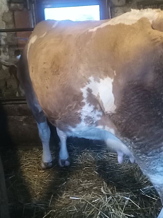 De vânzare vacă și vitea