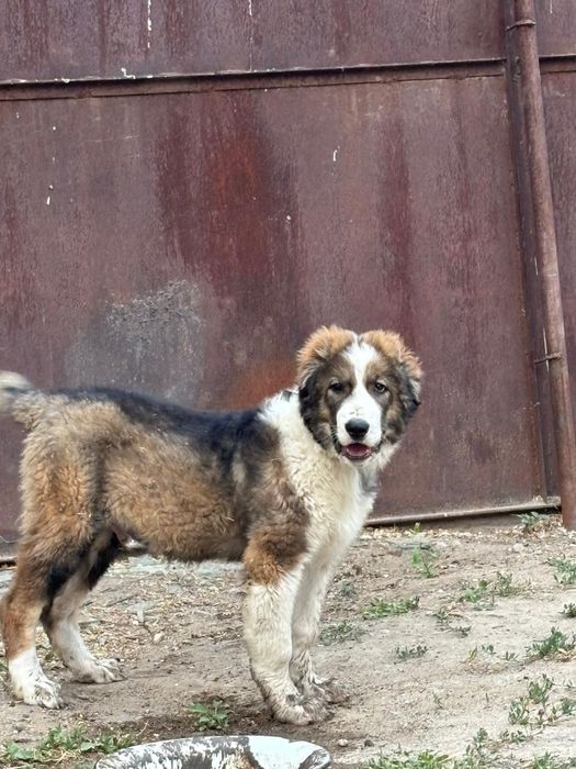 Алабай.   2,5 месяца