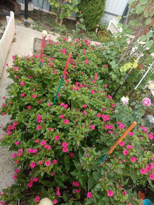 Noptițe, semințe 200 bucăți