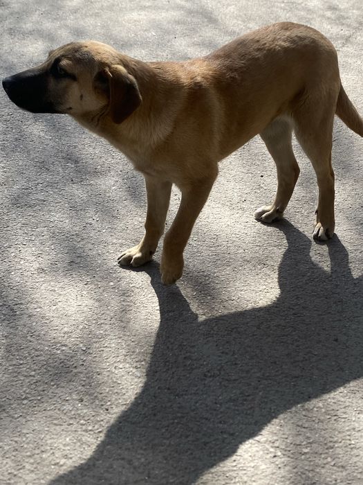 Щенок собака золотинка 3 мес