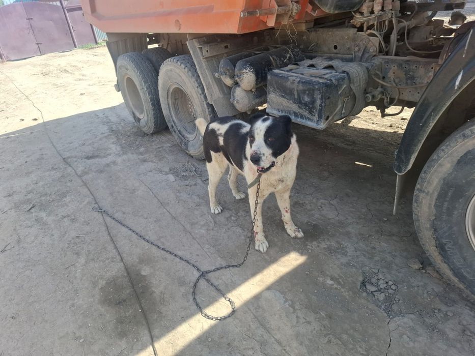 Казак тобет 5 жасар