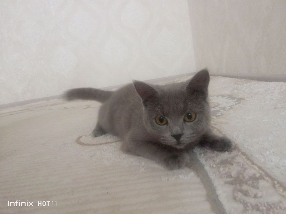 Mushuk British shoootland