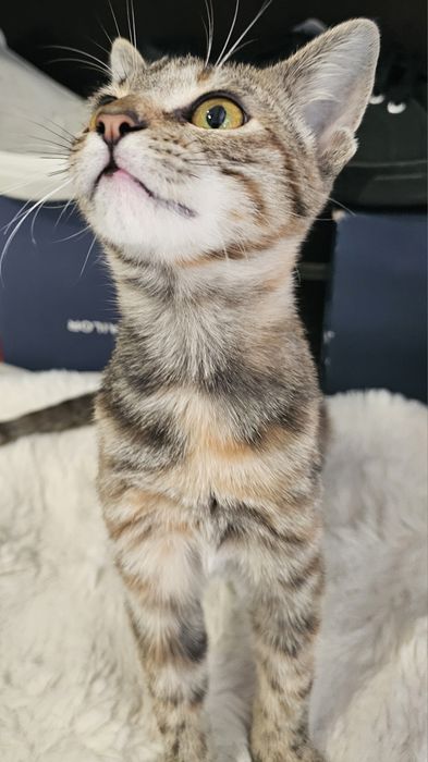 Малко котенце търси своя ЧОВЕК