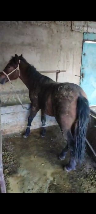 Жылқы лошадь конь