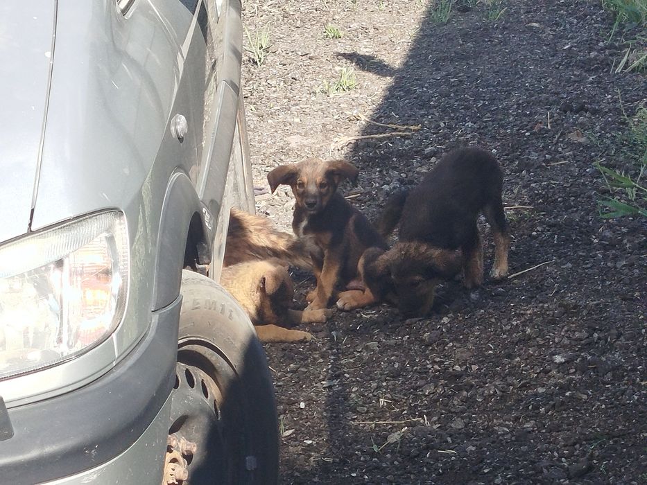 Щенята в хорошие руки !!!