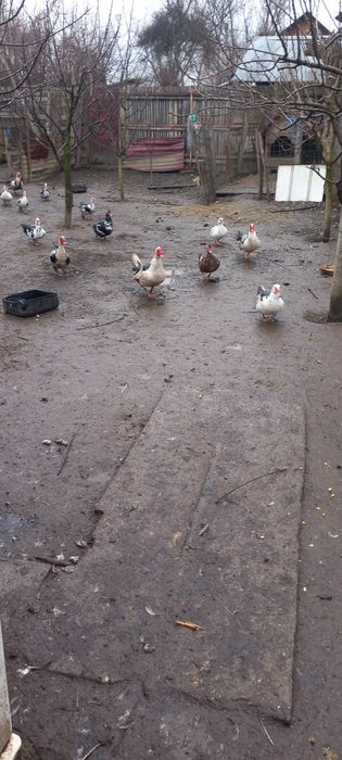 Vând rate și rățoi mute