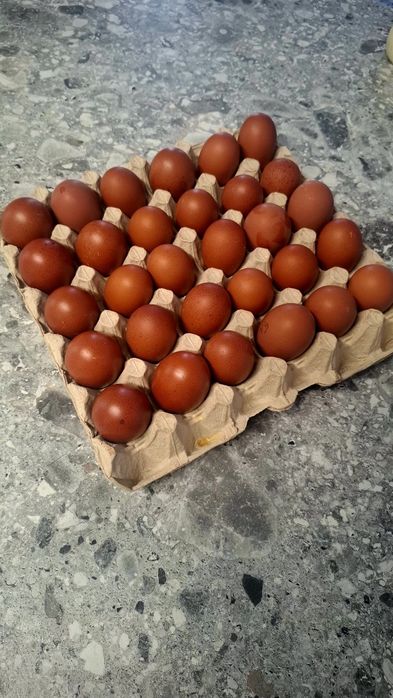 Ouă pentru incubat Marans