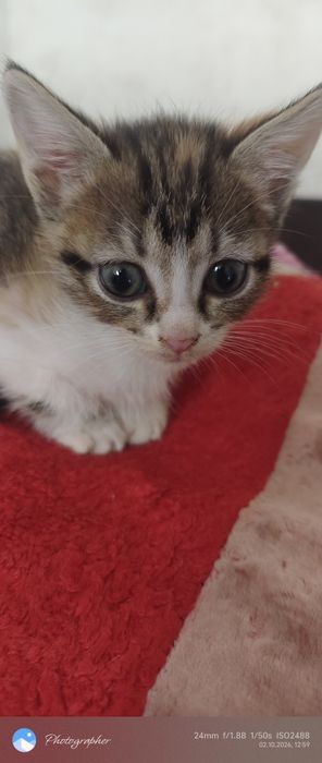 Девочки котята  мальчик возраст 1 мес