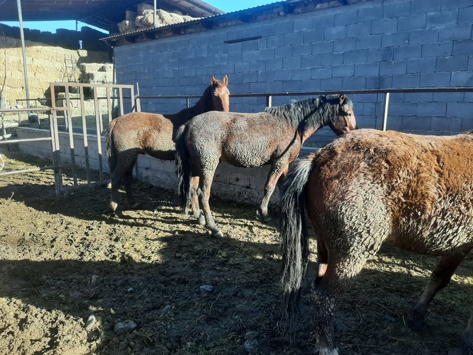 Жылқы, лошадь,айғыр