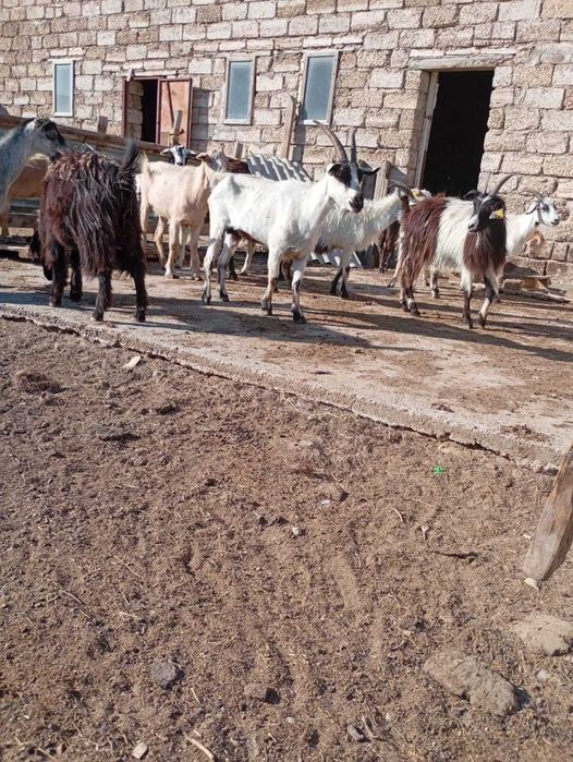 Торт тулик сатылады