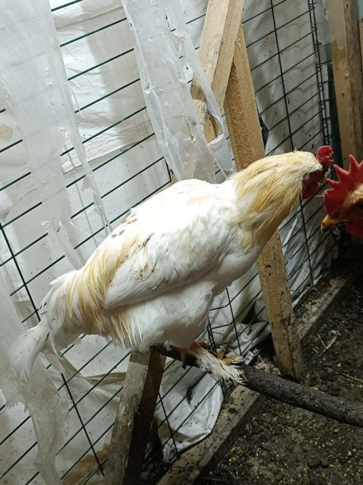 Продам молодых петухов разных пород