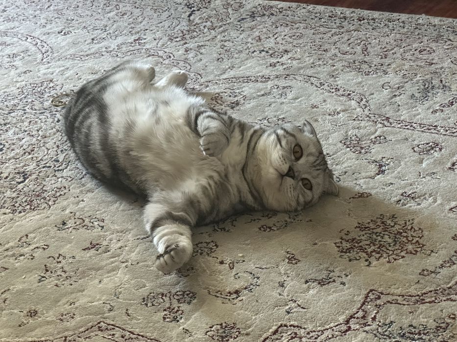 Вязка Шотландский вислоухий